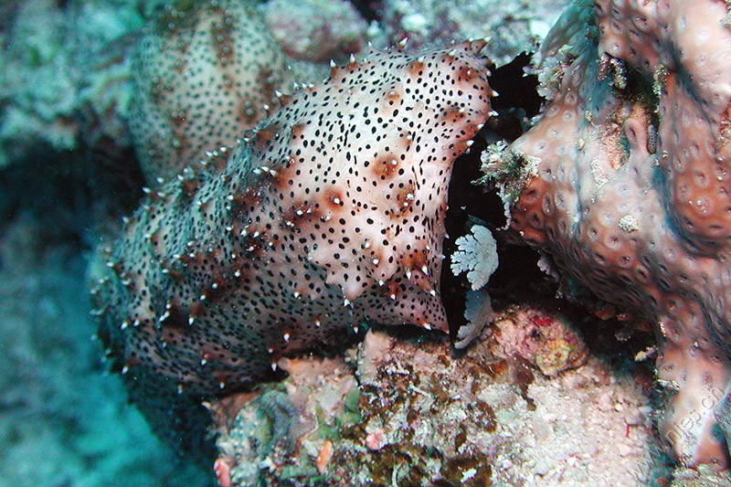dscn2571.jpg