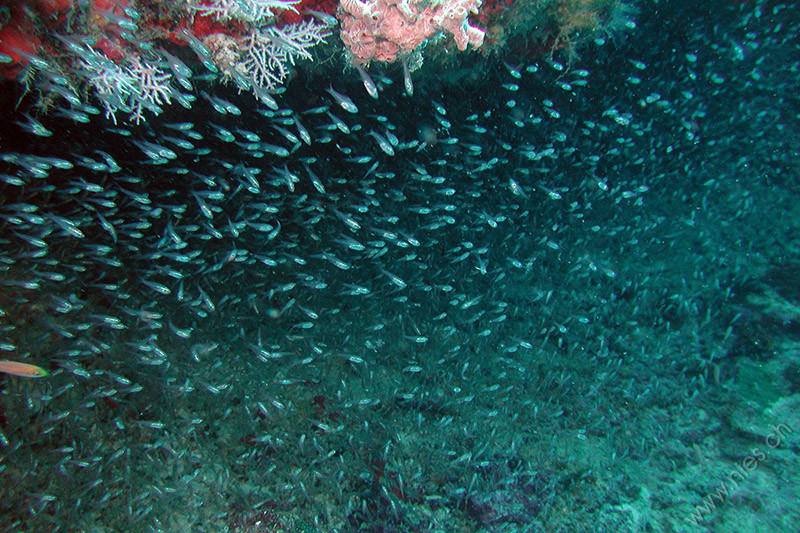 dscn2668.jpg