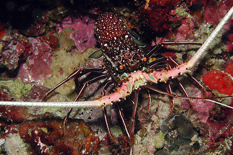 dscn2905.jpg