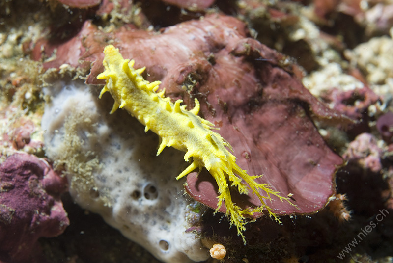 Sea cucumber / Sabang, Philippines / Saltwater Diving / Photos Nies.ch