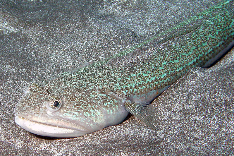 Lizard Fish / Tenerife / Saltwater Diving / Photos | Nies.ch