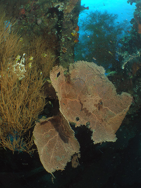 Fächer-Koralle) Unterwasserszene am Schiffswrack vor Tulamben -- Nikon Coolpix 5400 mit Subtronic Mini Blitz, Tulamben, Bali, Indonesien, 27. März 2005