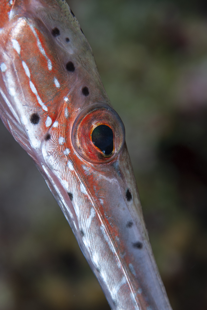 Trumpetfish Eye
