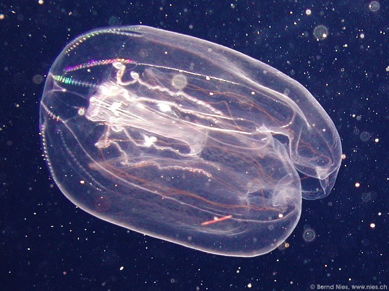 Jellyfish with Plancton
