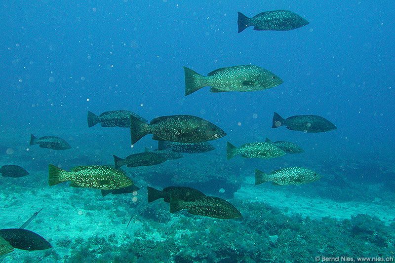 Group of groupers
