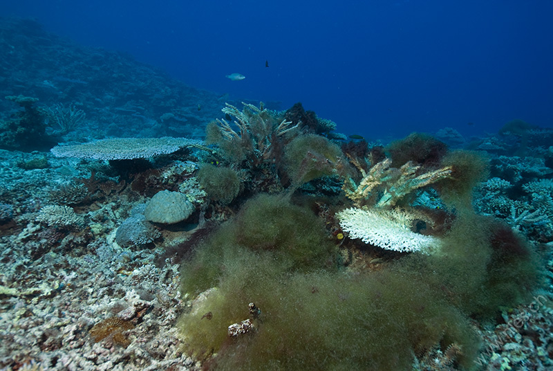 Algen und tote Korallen