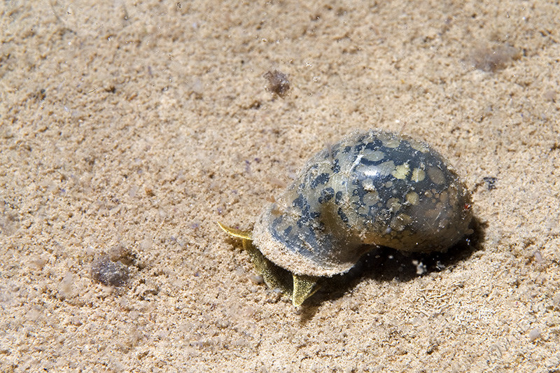 Underwater Snail