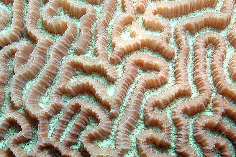 Hirn coral