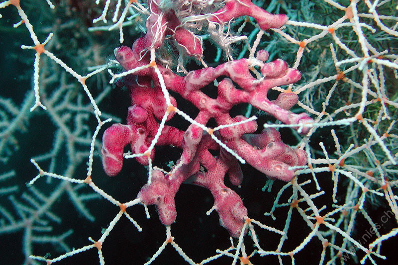 Sponge on coral
