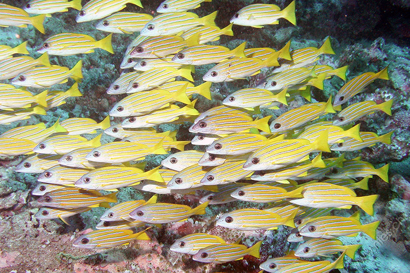 Blue striped snappers