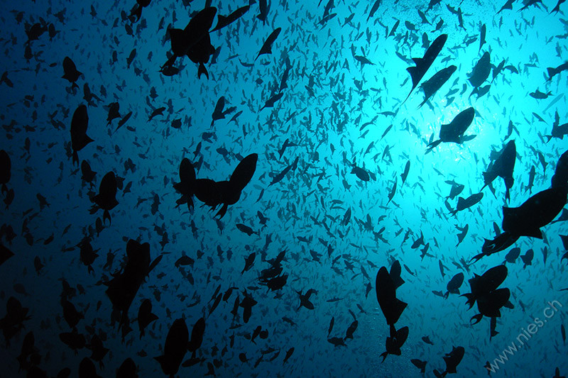 Trigerfish swarm
