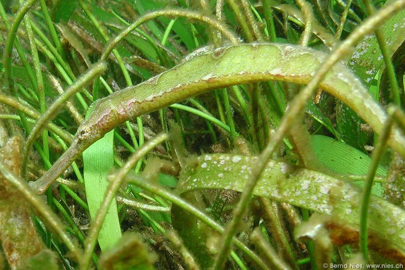 Seagrass Pipefish