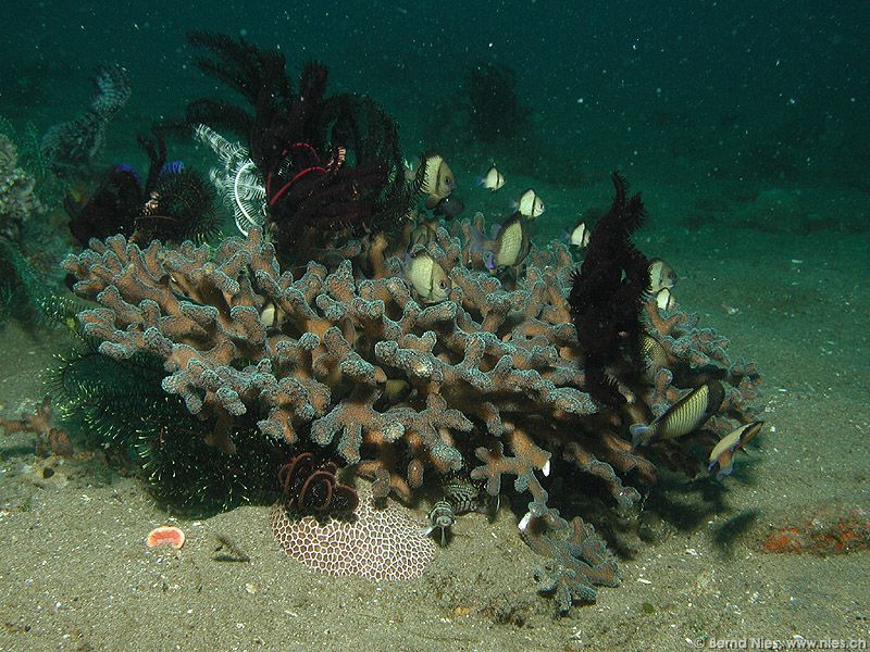 Coral Biotop