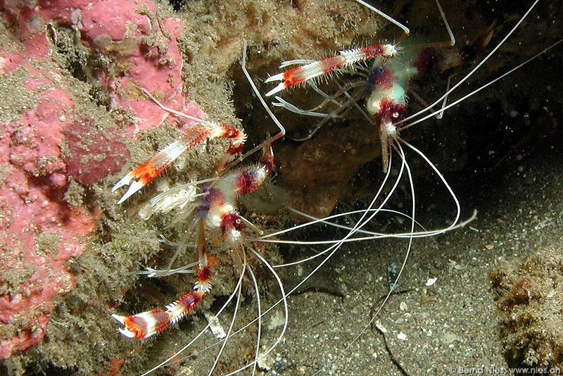 Banded boxer shrimps
