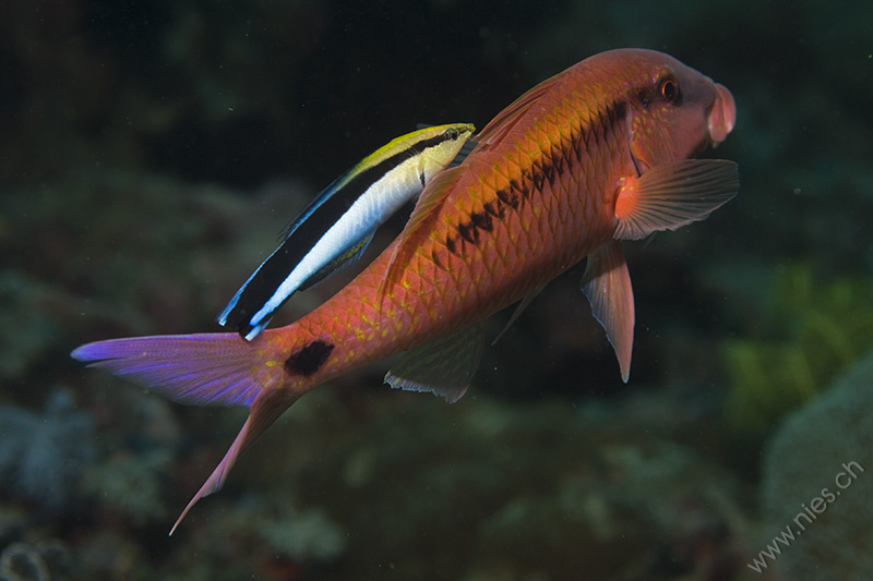 Cleaning wrasse
