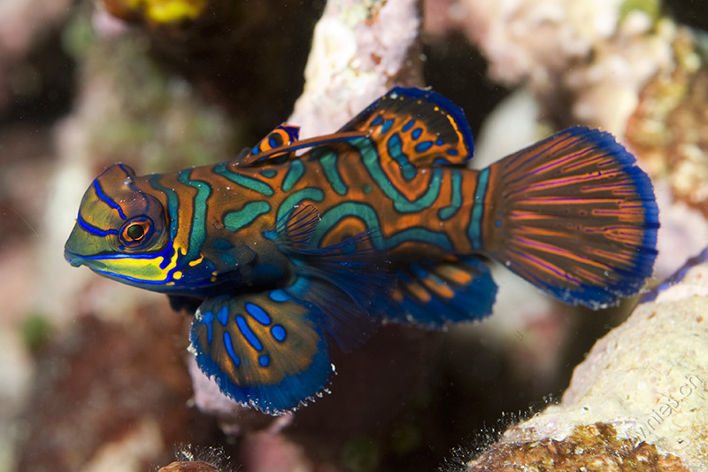 Mandarin Fish