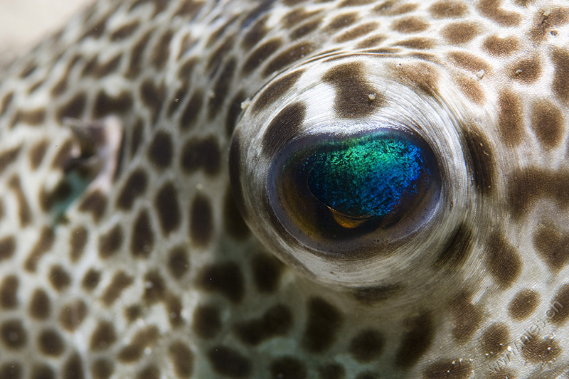 Puffer Fish Eye