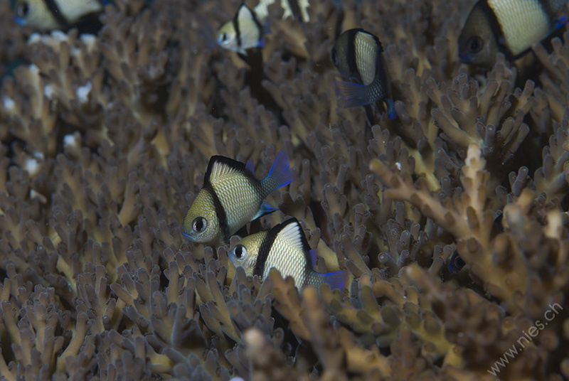 Korallenbarsche
