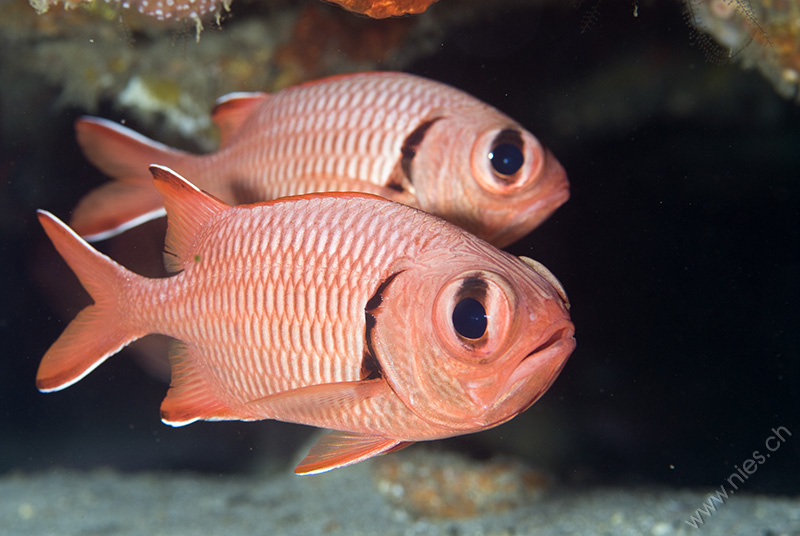 Blotcheye Soldierfish