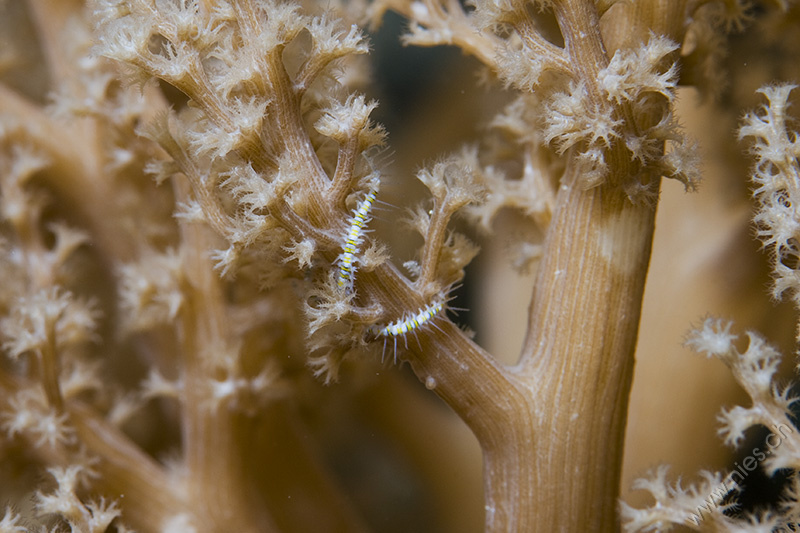 Brittle Star in Soft Coral