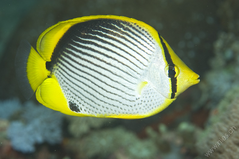 Black-backed Butterflyfish