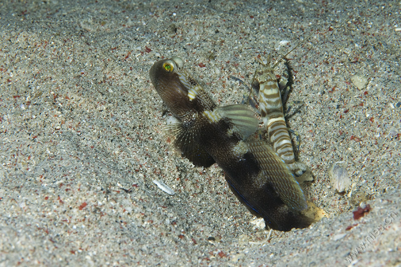 Goby with Pistol Shrimp