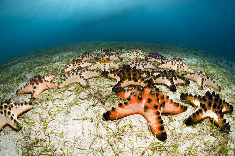 Sea Stars