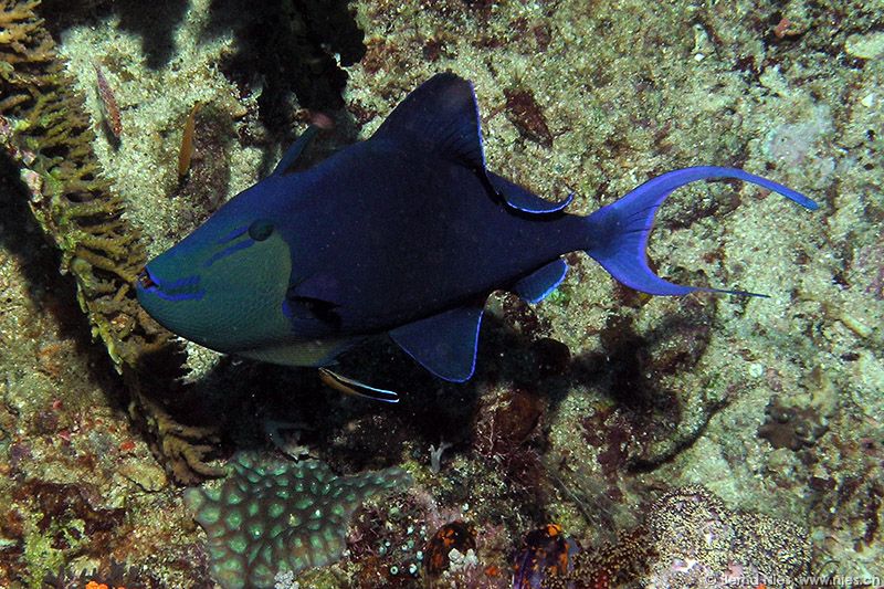 Red toot trigger fish