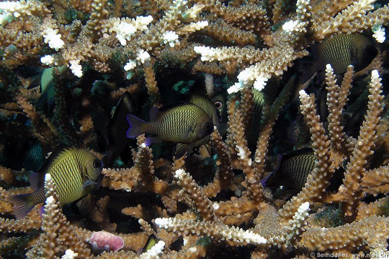 Korallenbarsche