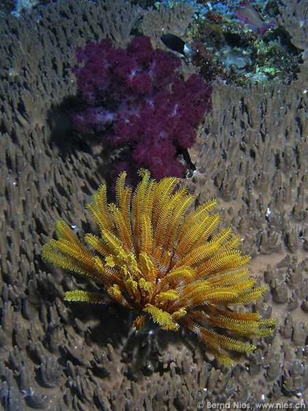 Softcoral and Feather Seastar
