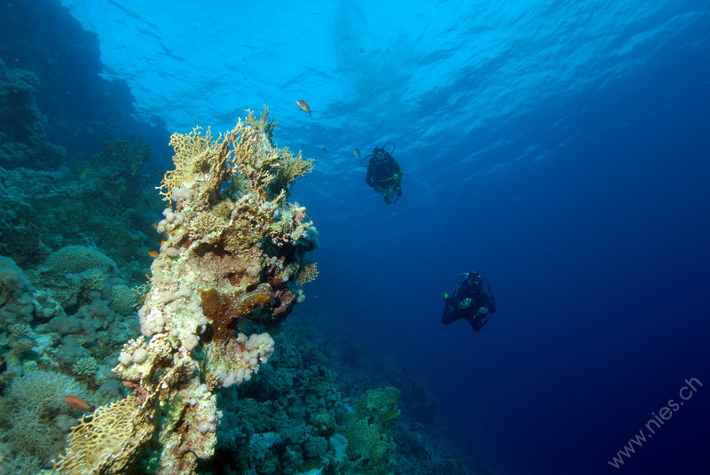 Koralle mit Pascal und Michi
