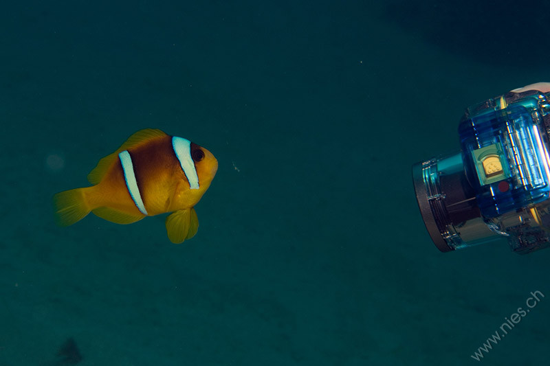 Mirela und Nemo