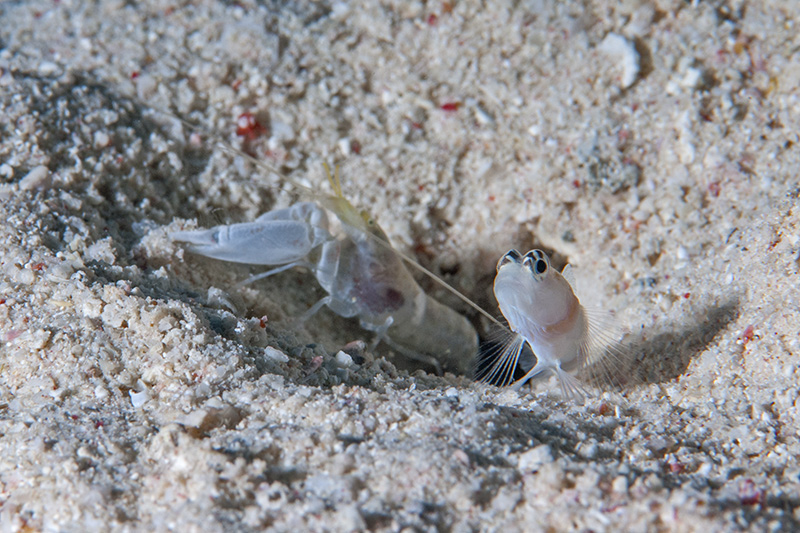 Goby with Shrimp