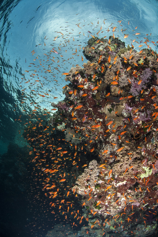 Korallenblock mit Fahnenbarschen
