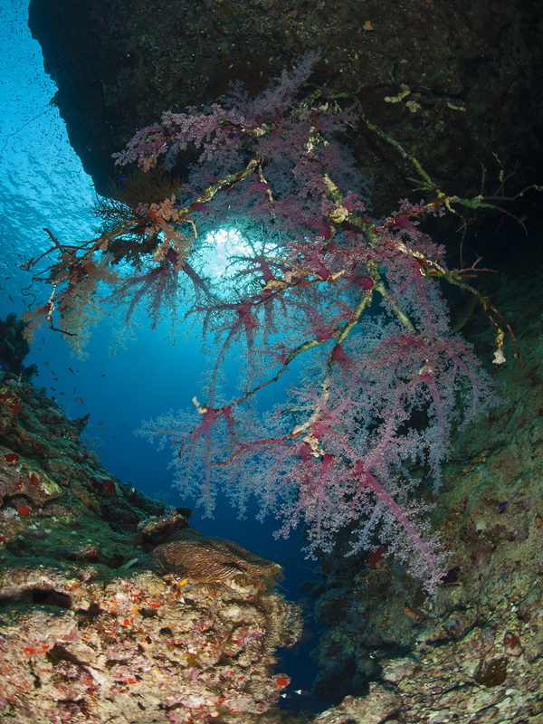 Softcoral under Rock