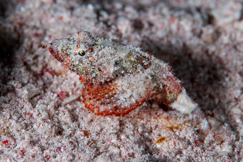 Small Sorpionfish