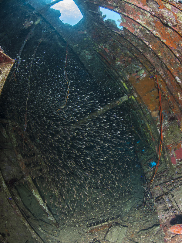 Glassfish in Wreck