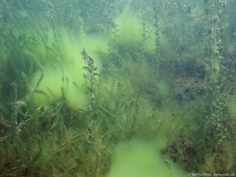 Underwater Plants with Algae