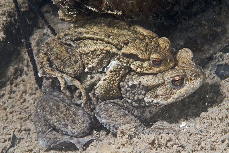 Toads having sex