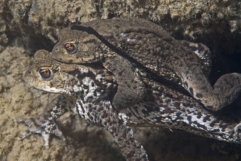 Spawning toads