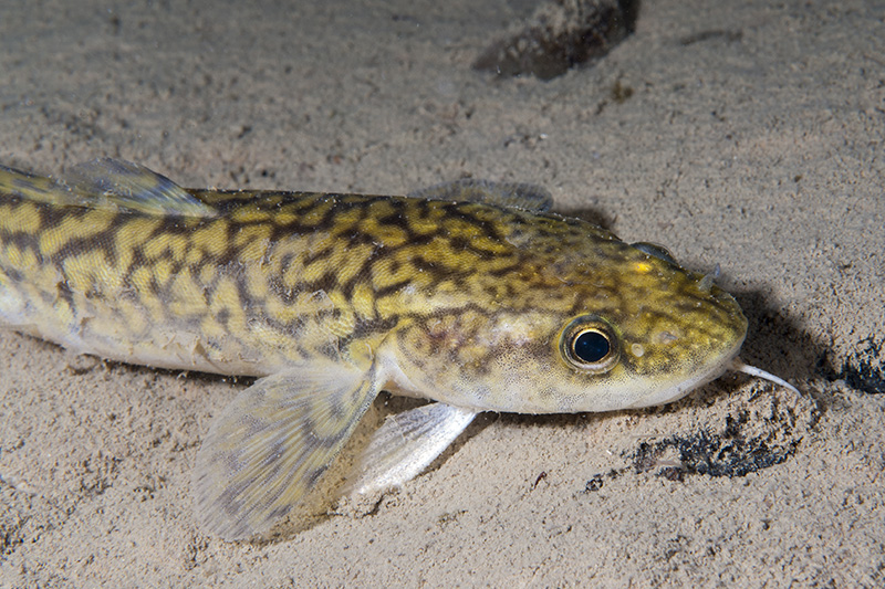 Young burbot