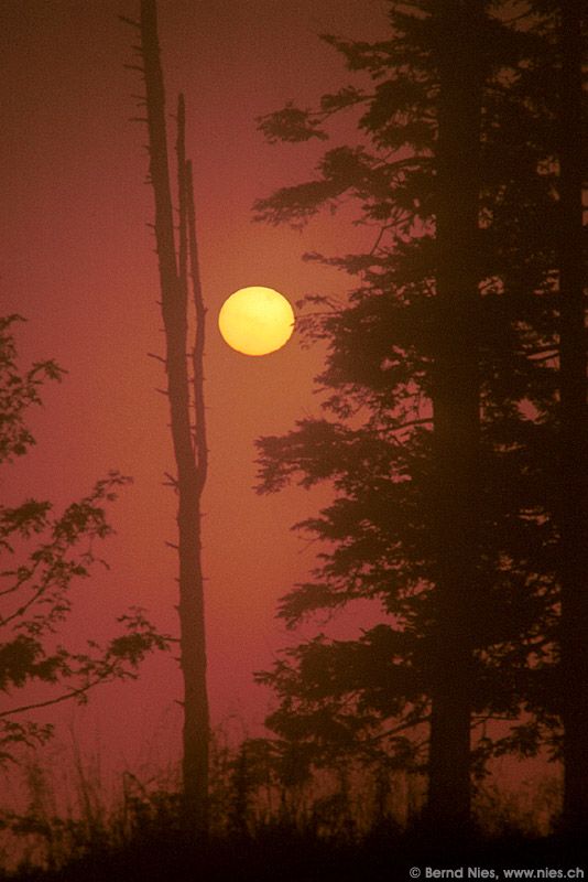 Sonne mit totem Baum) Die Sonne geht im nebligen Wald hinter einem toten Baum unter. Die Aufnahme entstand während der Starparty 1995 auf dem Gurnigel. — Minolta SRT-101, 4.5/300mm Teleobjektiv