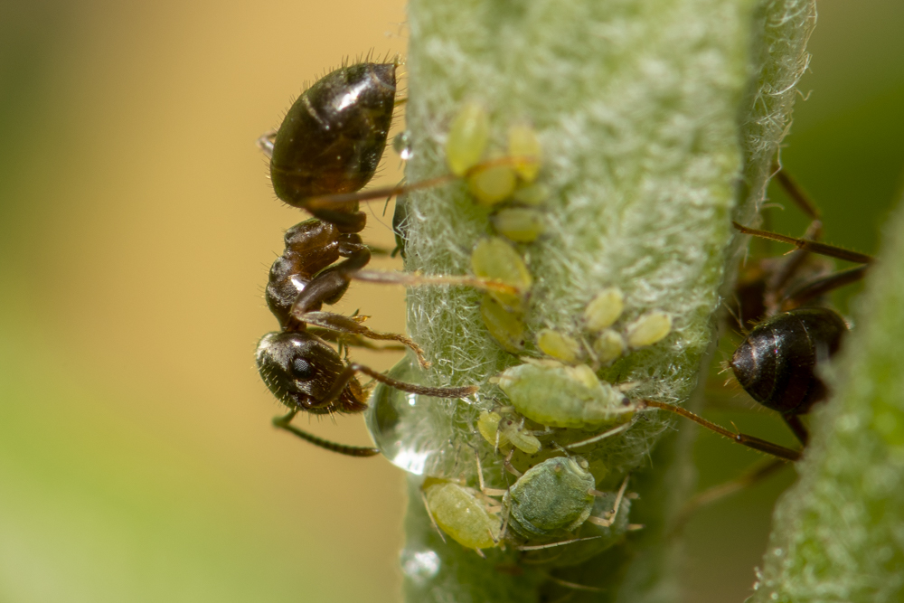 Ant with Lice