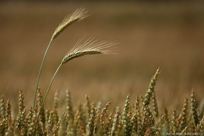 Barley Ears in Wheat Field