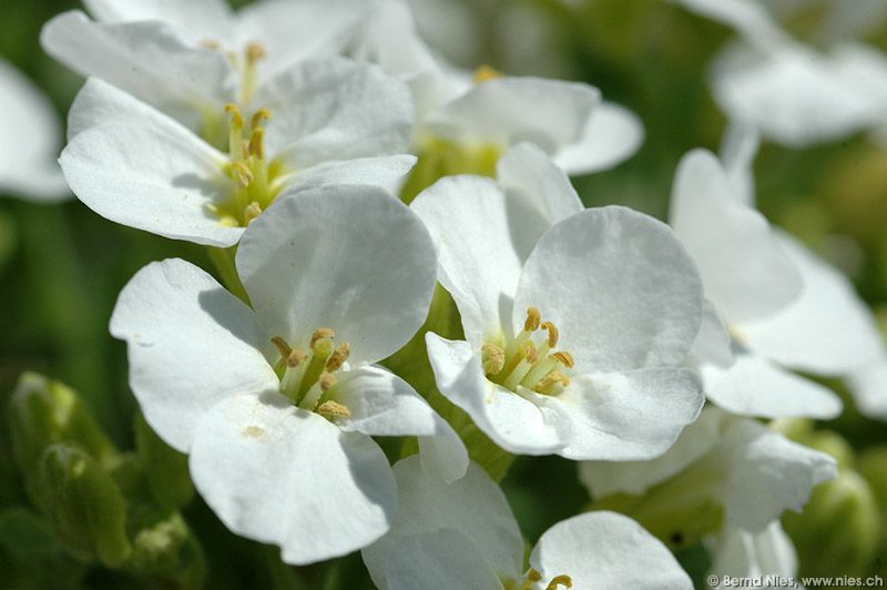 Weisse Blüten