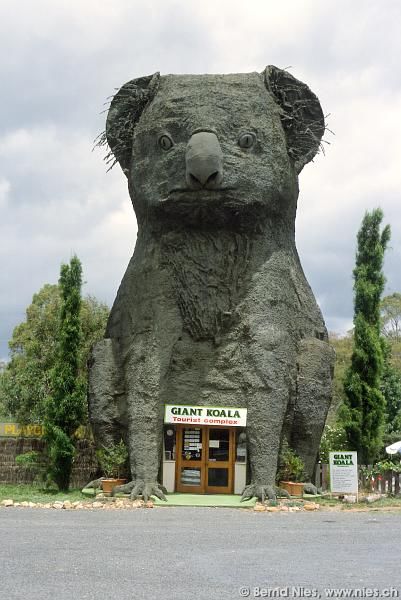Riesen-Koala