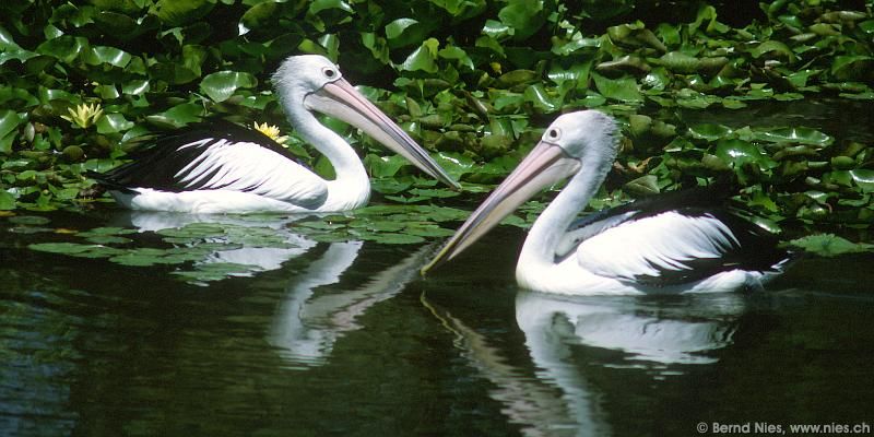 Pelicanes