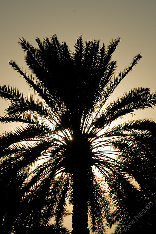 Palm hiding Sun
