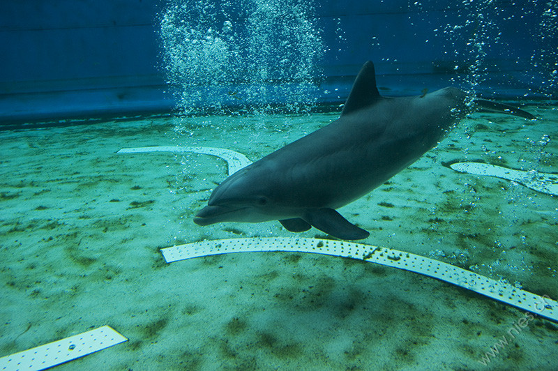 Dolphin in captivity