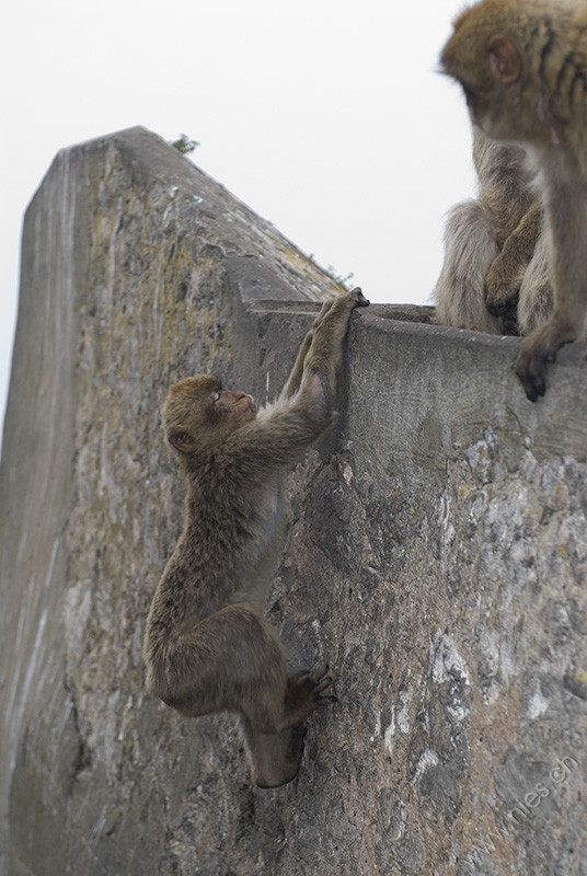 Monkeys climbing